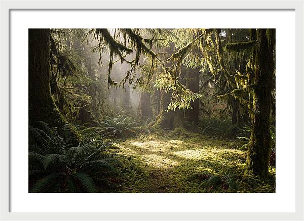 Hoh Rainforest Tranquility