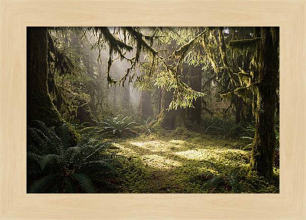 Hoh Rainforest Tranquility