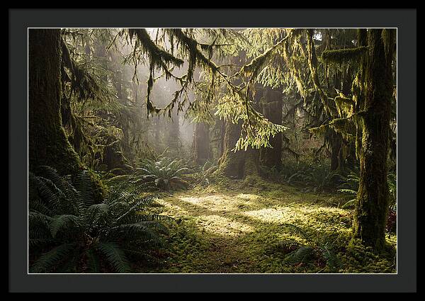 Hoh Rainforest Tranquility