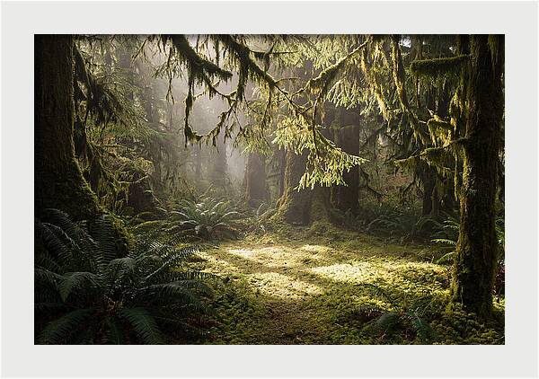 Hoh Rainforest Tranquility