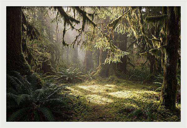 Hoh Rainforest Tranquility