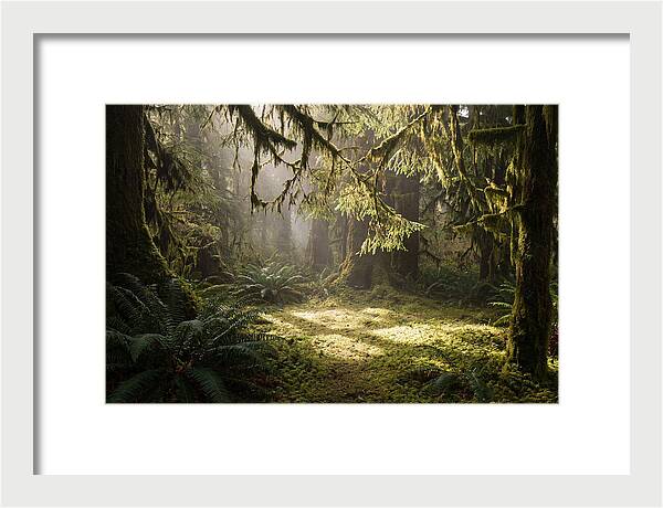 Hoh Rainforest Tranquility