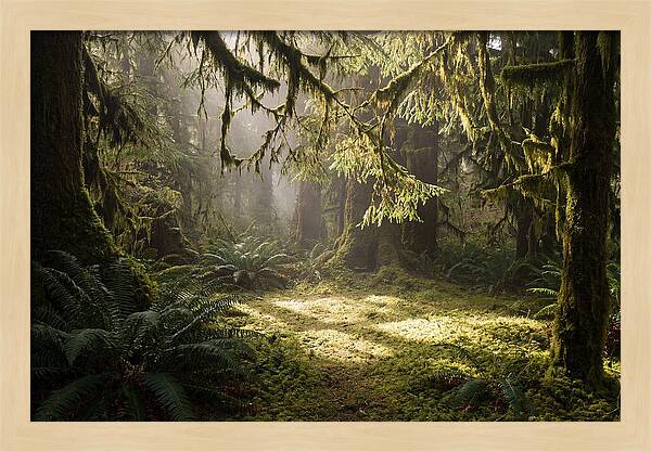 Hoh Rainforest Tranquility