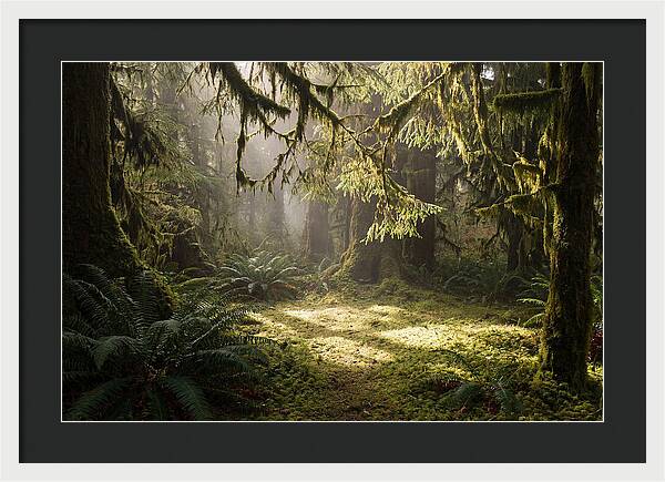 Hoh Rainforest Tranquility