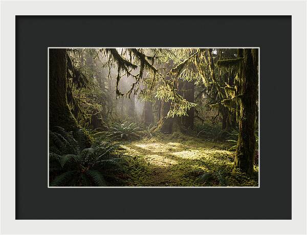 Hoh Rainforest Tranquility