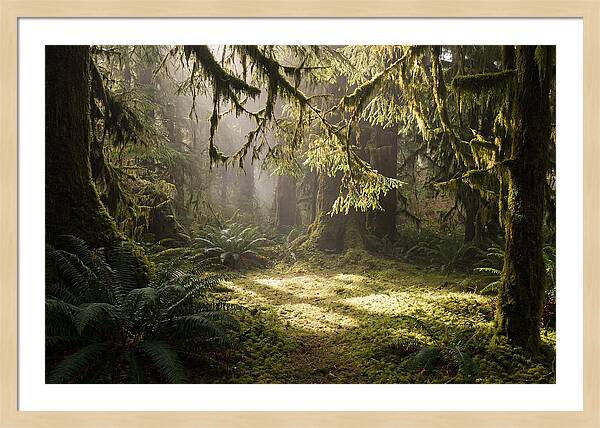 Hoh Rainforest Tranquility