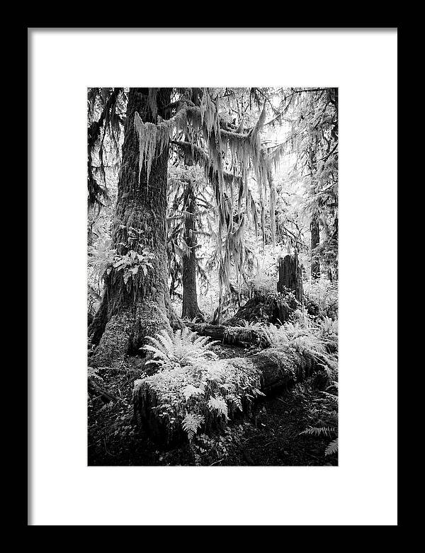 Hoh Rainforest Tranquility