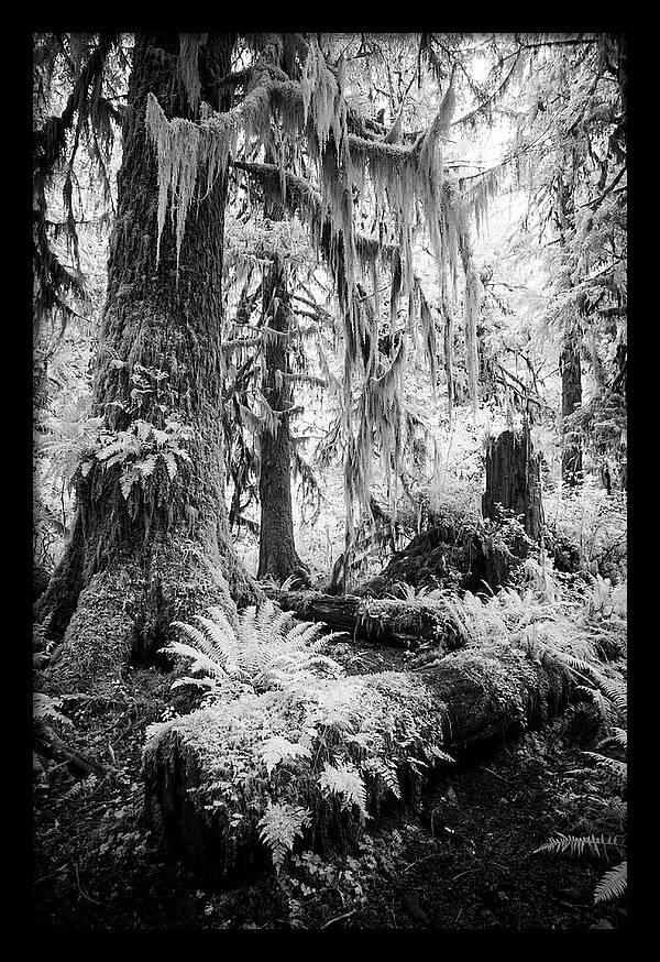 Hoh Rainforest Tranquility