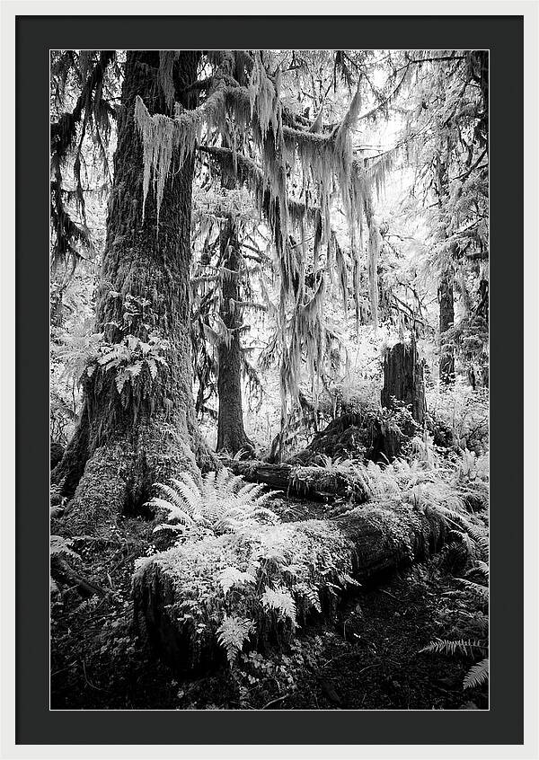 Hoh Rainforest Tranquility