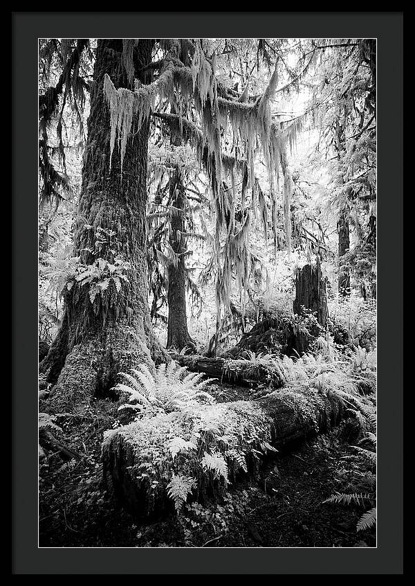 Hoh Rainforest Tranquility