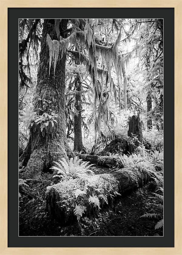 Hoh Rainforest Tranquility