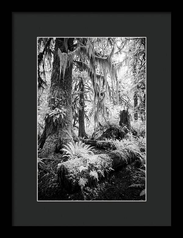 Hoh Rainforest Tranquility