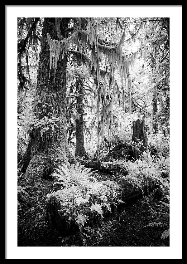 Hoh Rainforest Tranquility