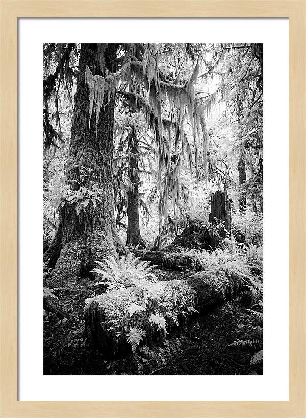 Hoh Rainforest Tranquility
