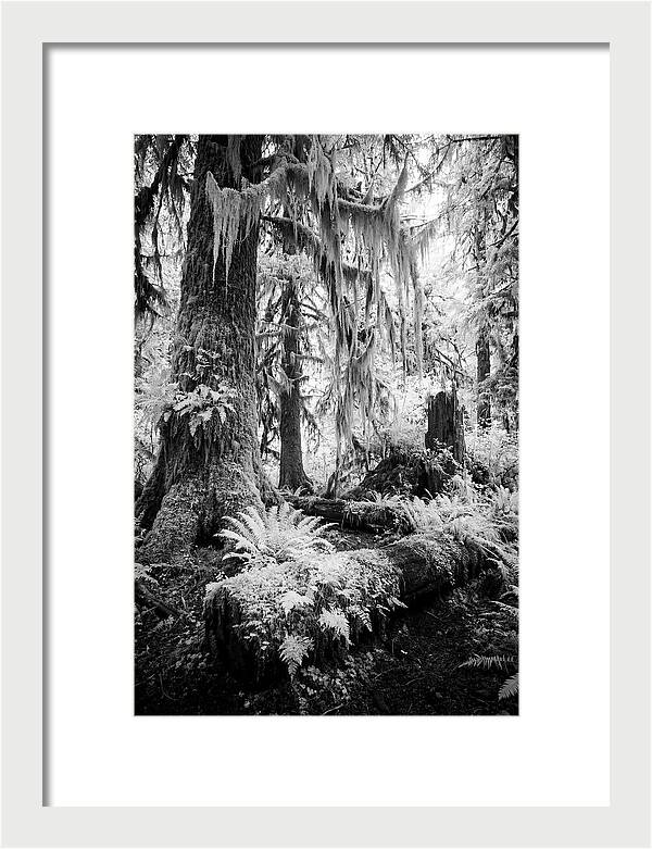 Hoh Rainforest Tranquility