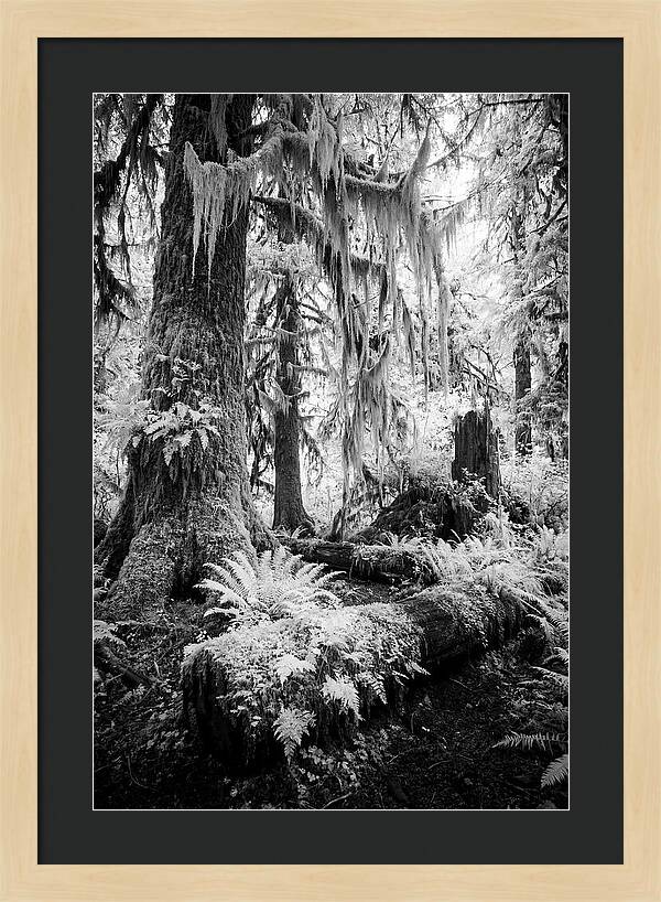 Hoh Rainforest Tranquility