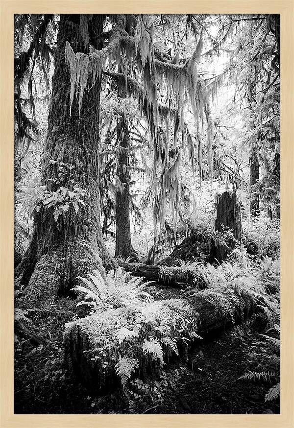 Hoh Rainforest Tranquility