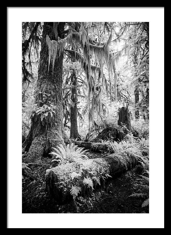 Hoh Rainforest Tranquility