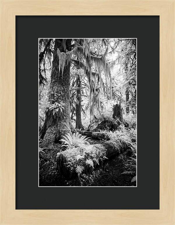 Hoh Rainforest Tranquility
