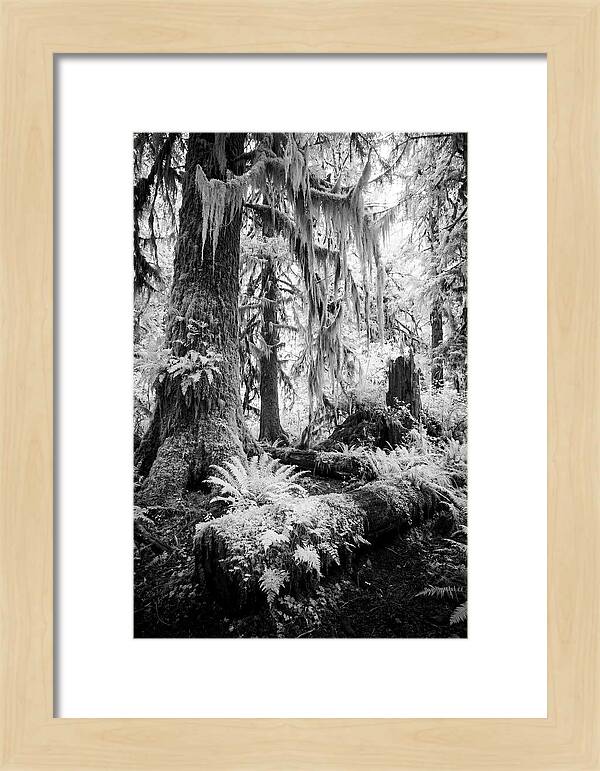 Hoh Rainforest Tranquility
