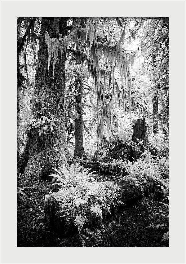 Hoh Rainforest Tranquility