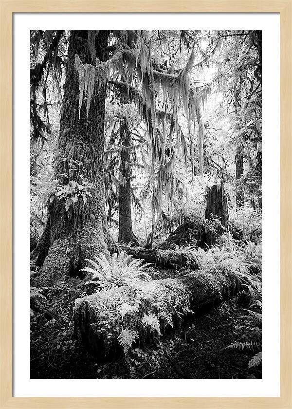 Hoh Rainforest Tranquility