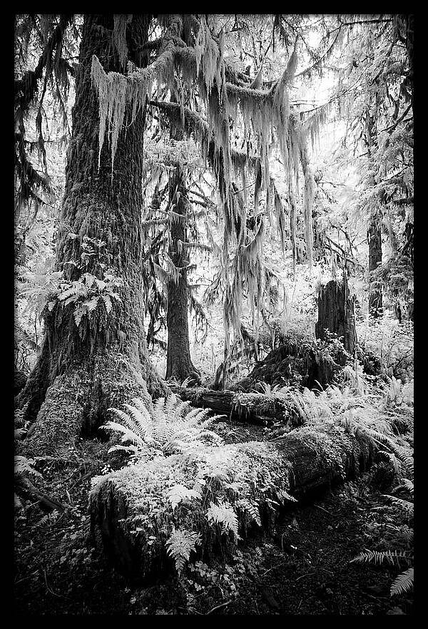 Hoh Rainforest Tranquility