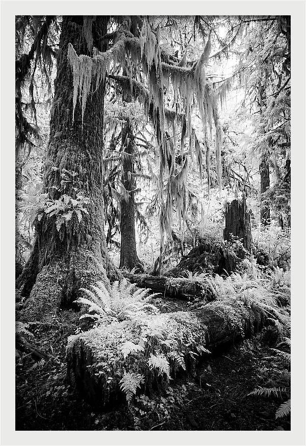 Hoh Rainforest Tranquility