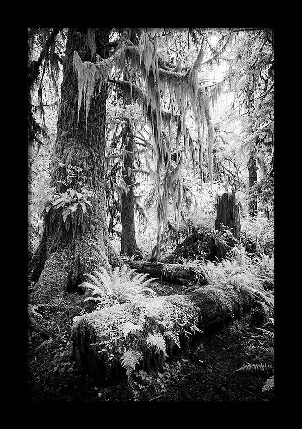 Hoh Rainforest Tranquility
