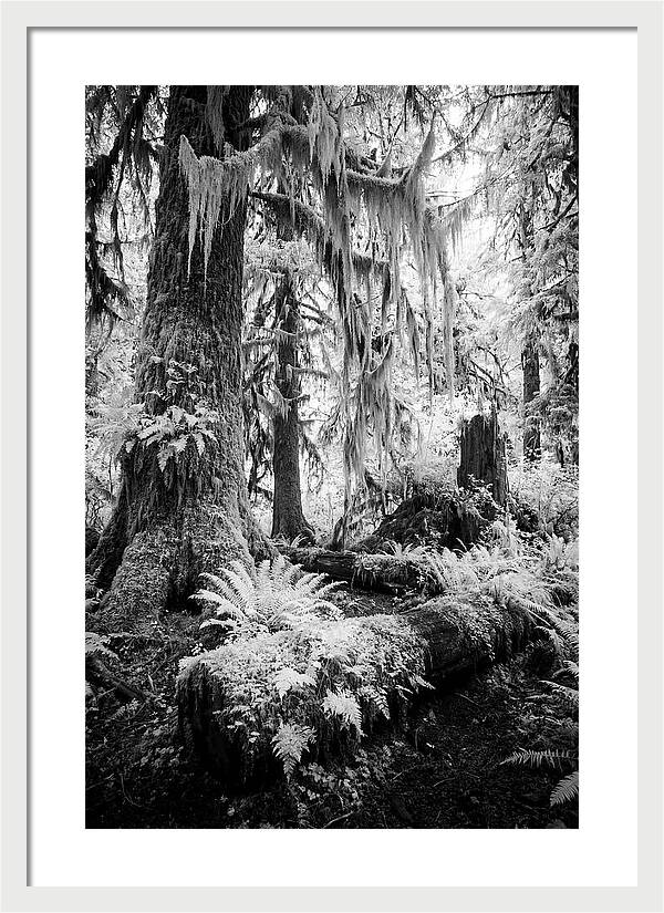 Hoh Rainforest Tranquility