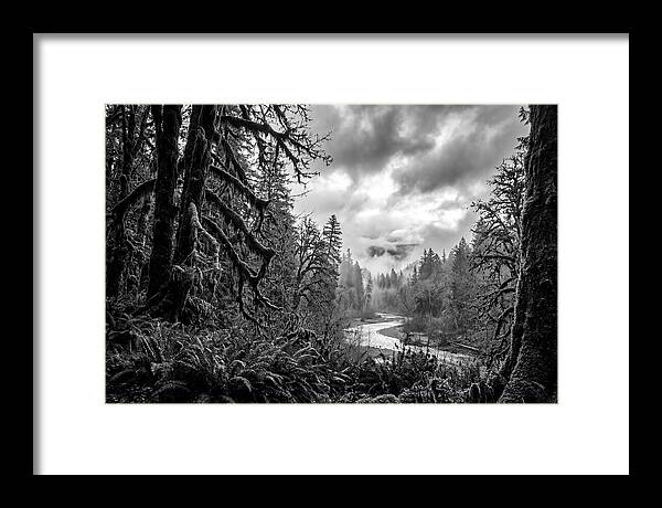 Hoh Rainforest Woodland Vista