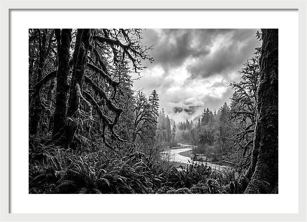 Hoh Rainforest Woodland Vista