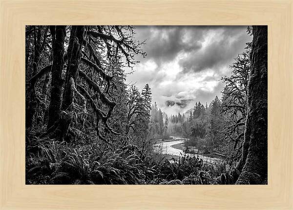 Hoh Rainforest Woodland Vista