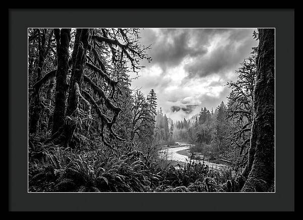 Hoh Rainforest Woodland Vista