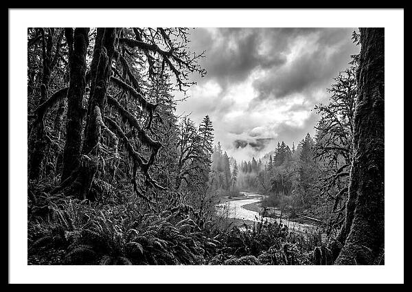 Hoh Rainforest Woodland Vista