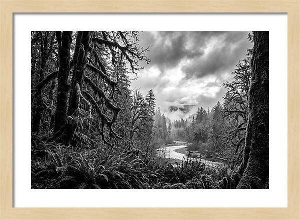 Hoh Rainforest Woodland Vista