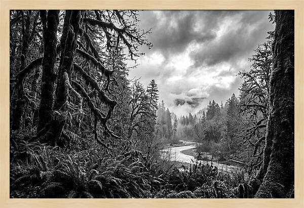Hoh Rainforest Woodland Vista
