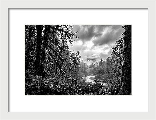 Hoh Rainforest Woodland Vista
