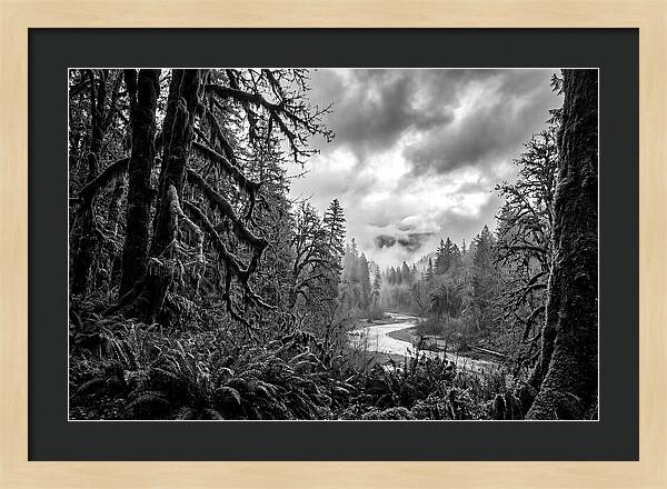 Hoh Rainforest Woodland Vista