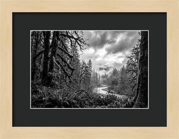 Hoh Rainforest Woodland Vista