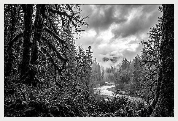 Hoh Rainforest Woodland Vista