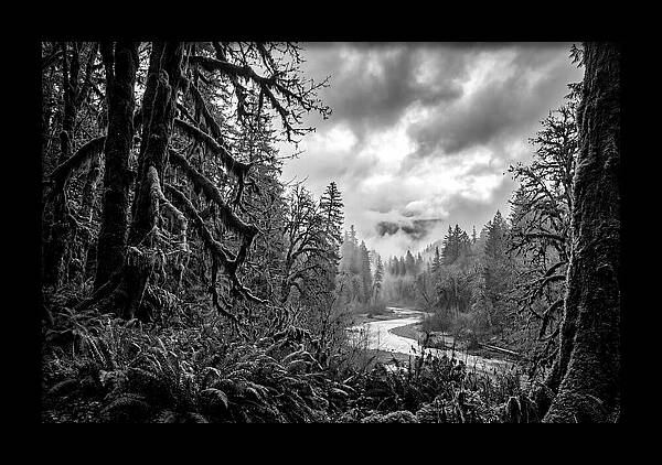 Hoh Rainforest Woodland Vista