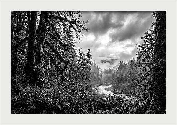 Hoh Rainforest Woodland Vista