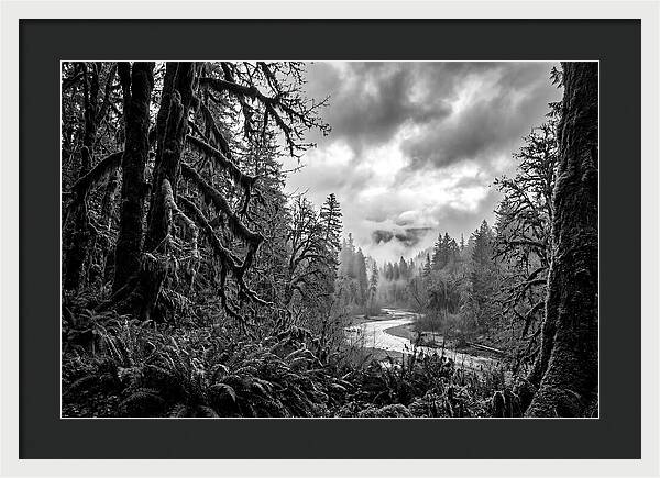 Hoh Rainforest Woodland Vista