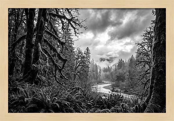 Hoh Rainforest Woodland Vista