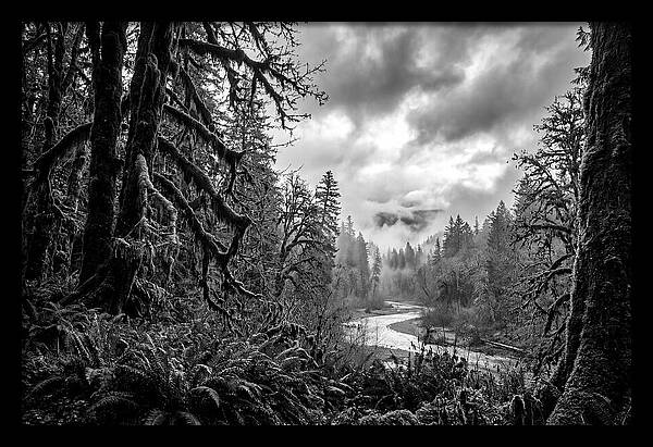 Hoh Rainforest Woodland Vista