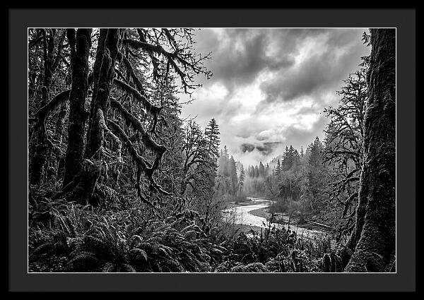 Hoh Rainforest Woodland Vista