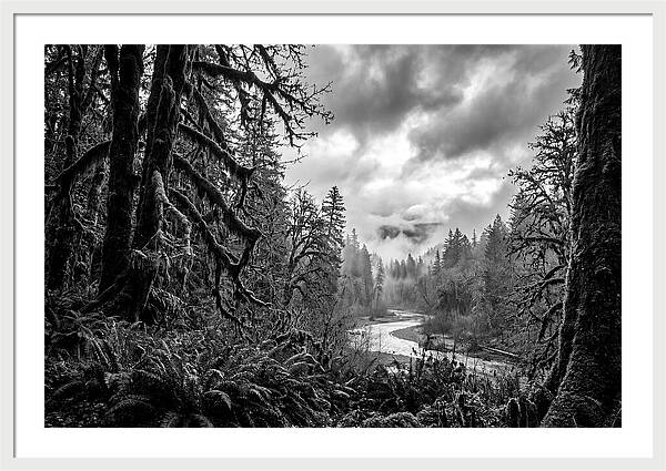 Hoh Rainforest Woodland Vista