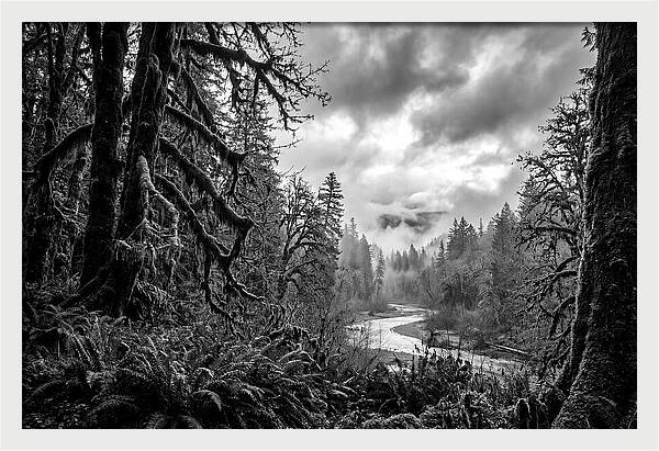 Hoh Rainforest Woodland Vista