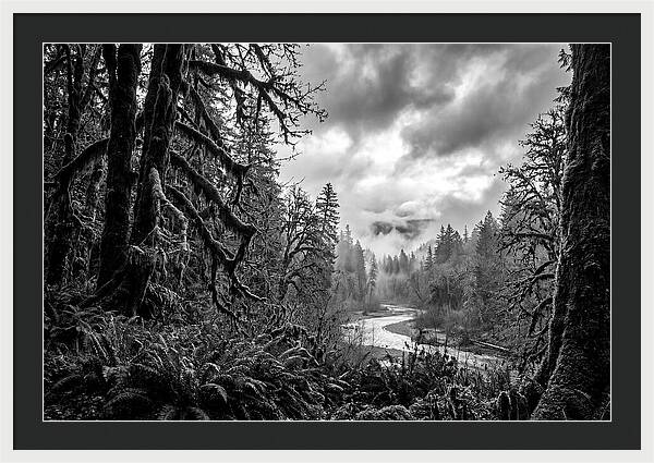 Hoh Rainforest Woodland Vista